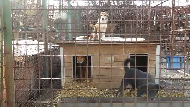 Criză de locuri la un adăpost din Onești. Nu mulți oferă case patrupezilor. „Am nevoie de câine că am dușmani”