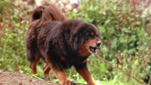 Cum a murit femeia din comuna vasluiană, sfâșiată de câini. Primarul susține că nu a primit sesizări, deci nu există câini