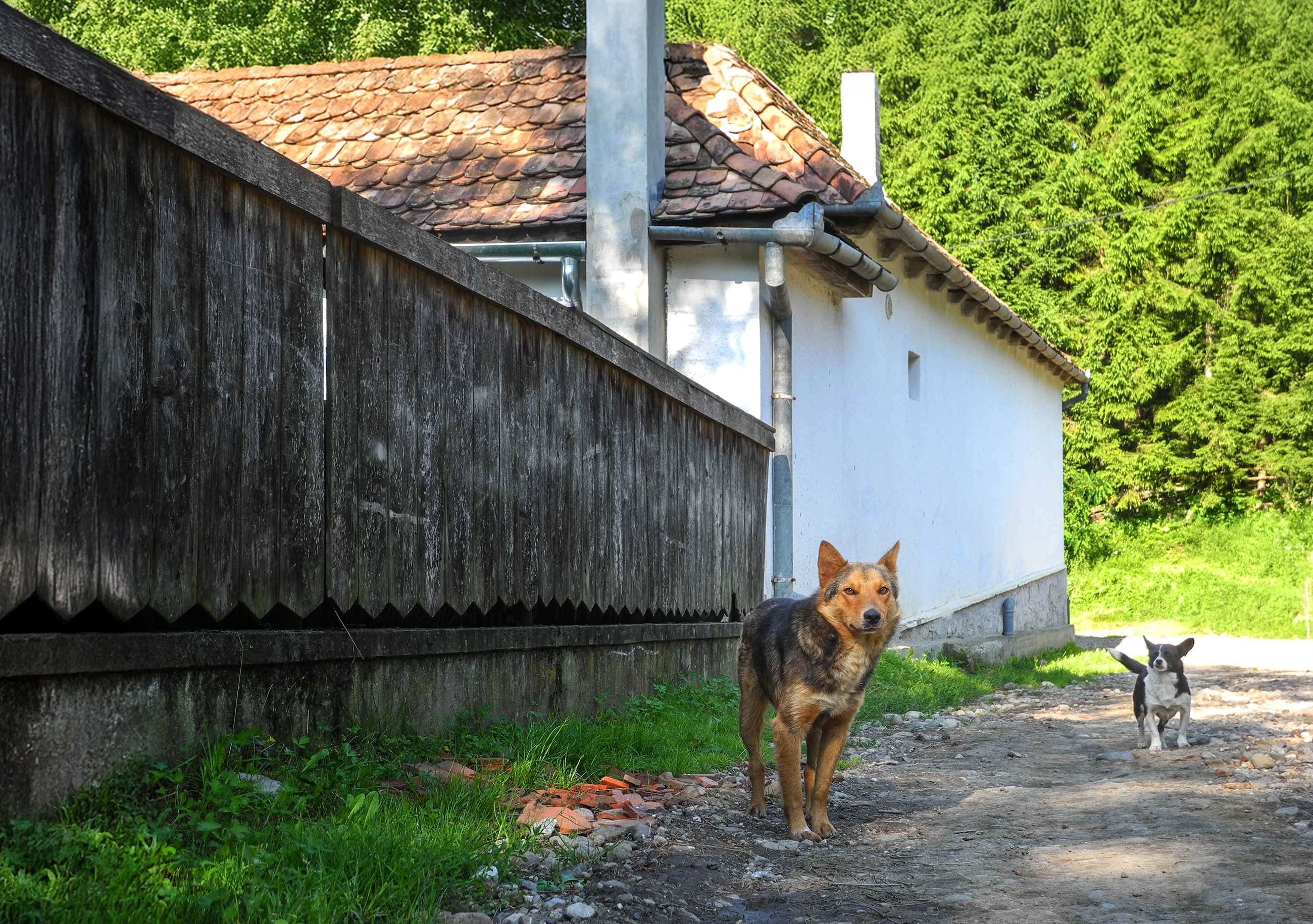 Proiect legislativ care prevede „recunoașterea animalelor ca ființe vii”. „Oamenii nu trebuie mușcați de câini”