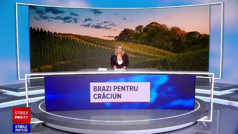 Preferințele românilor pentru bradul de Crăciun. La ce se uită atunci când pleacă la cumpărături