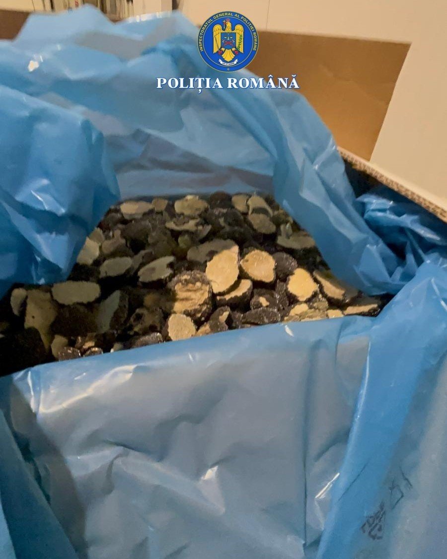 Evaziune trufe și fructe