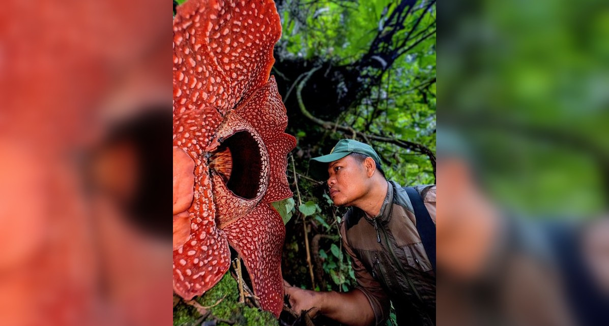 Momentul în care un cercetător a izbucnit în lacrimi după ce a găsit o floare în junglă. O căuta de peste 10 ani