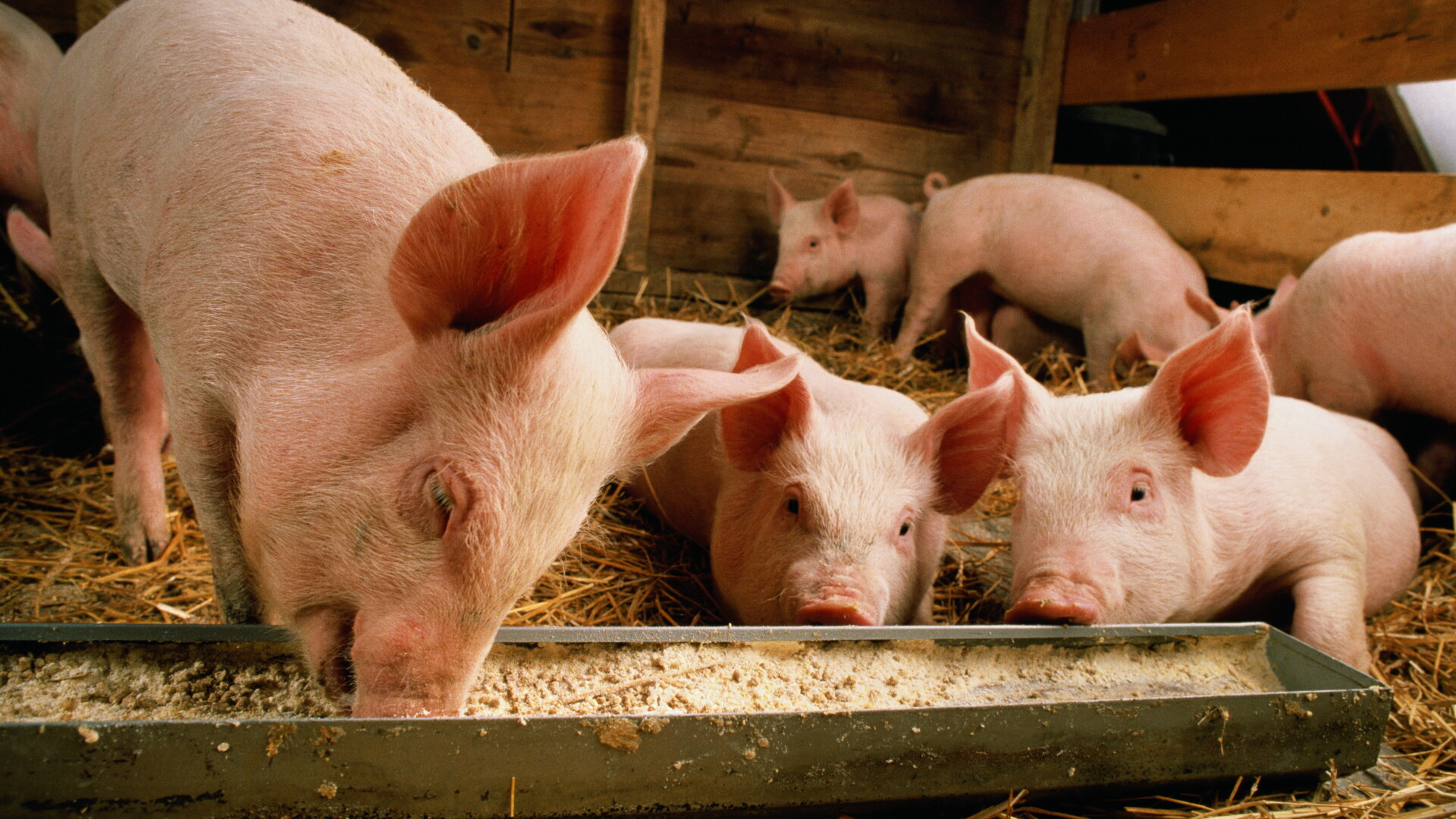 Opt mistreți cu suspiciuni de pestă porcină africană au fost descoperiți lângă Barcelona. Exporturile Spaniei, în pericol