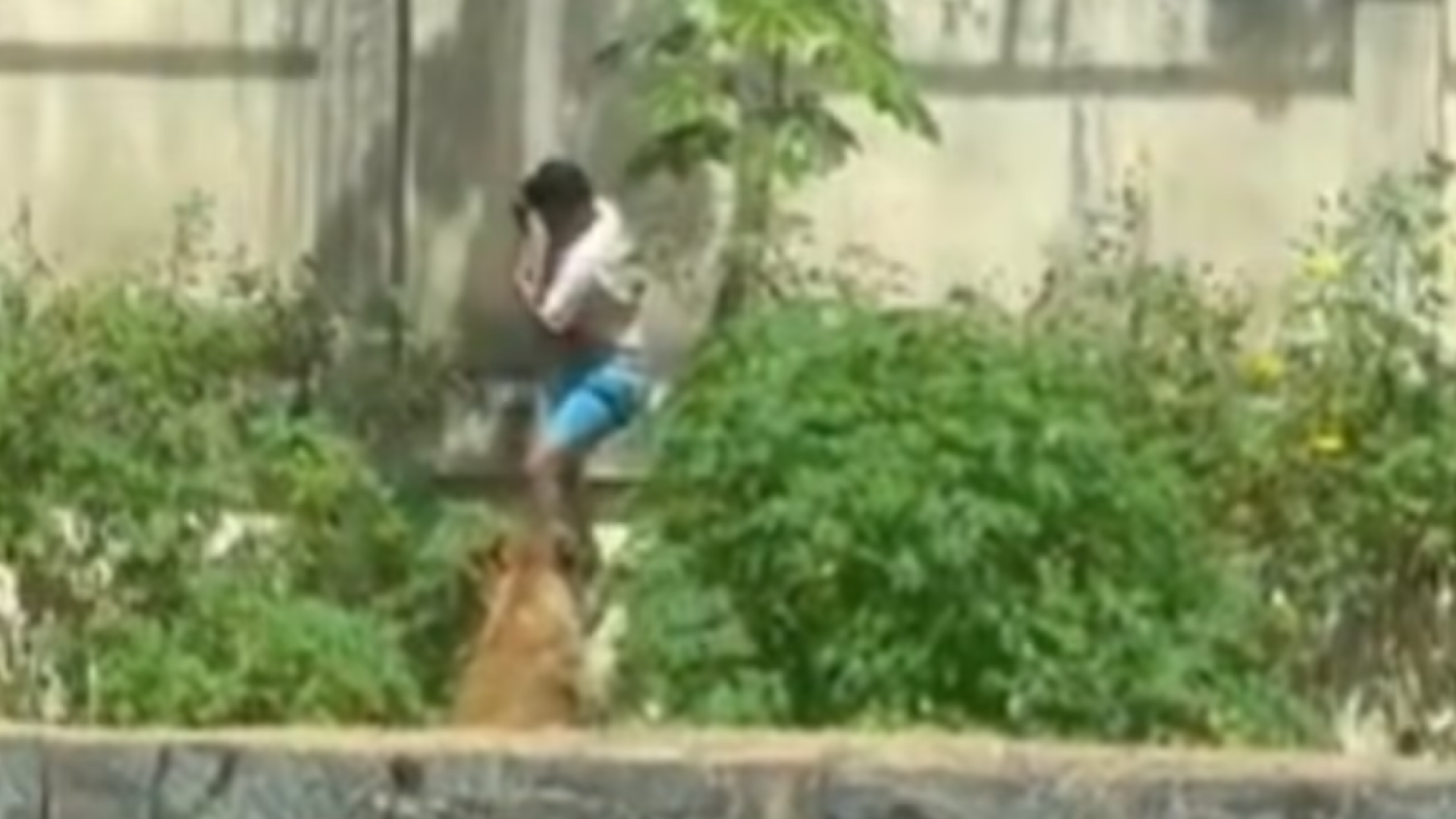 Un tânăr a fost ucis de o leoaică într-o grădină zoologică din Brazilia, după ce a pătruns în țarcul animalului. VIDEO