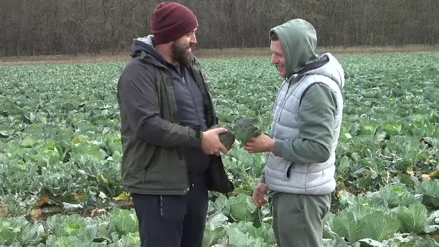 Leguma care a început să fie cultivată cu succes și în România. Medicii și bucătarii îi laudă calitățile
