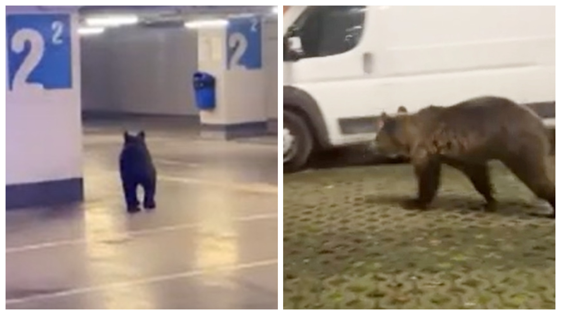 Un urs și-a făcut apariția la un mall din Brașov. Ce a făcut animalul până la apariția echipelor de intervenție