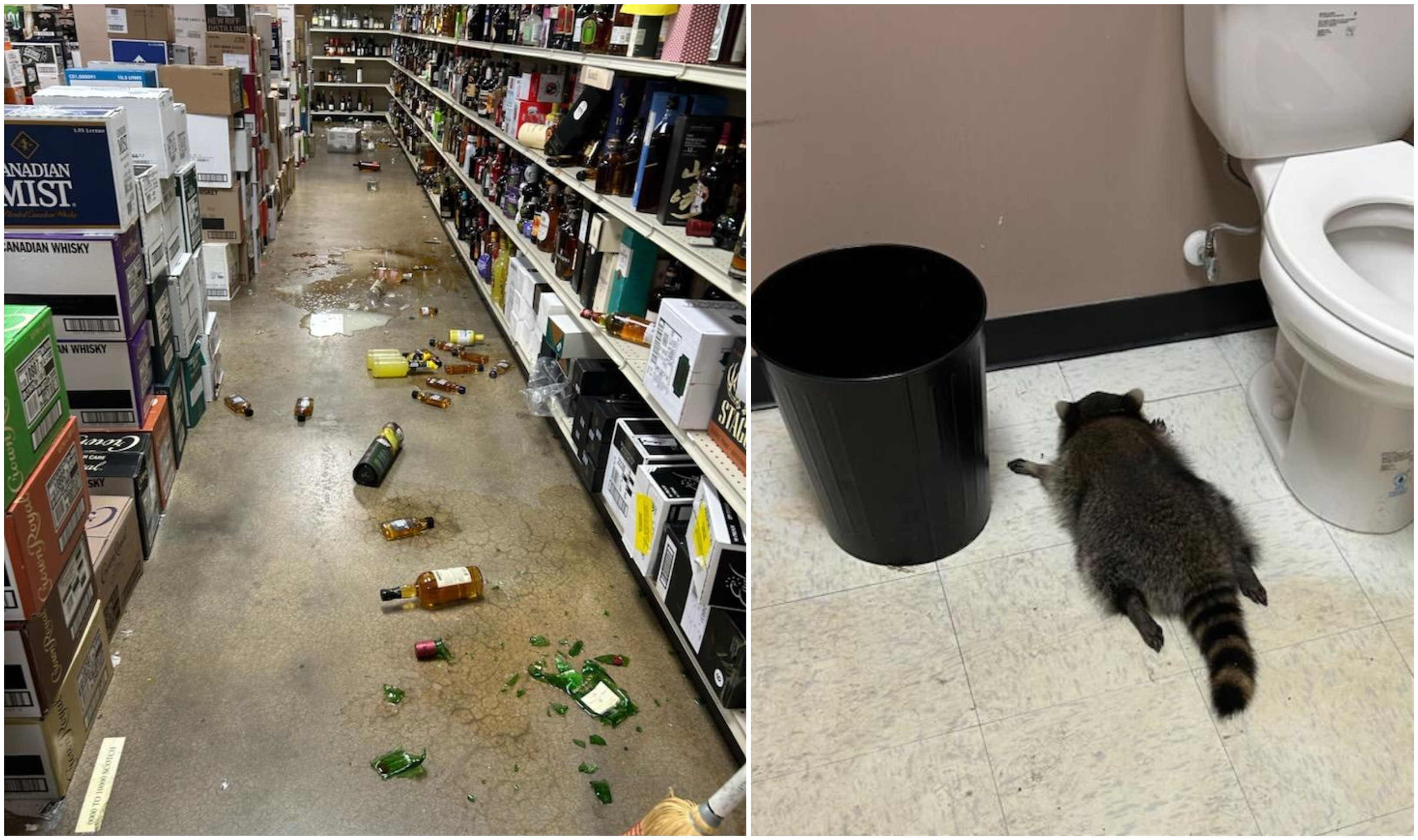 Un raton a dat „spargerea” într-un magazin de băuturi alcoolice din SUA. Animalul a fost găsit beat, în baie
