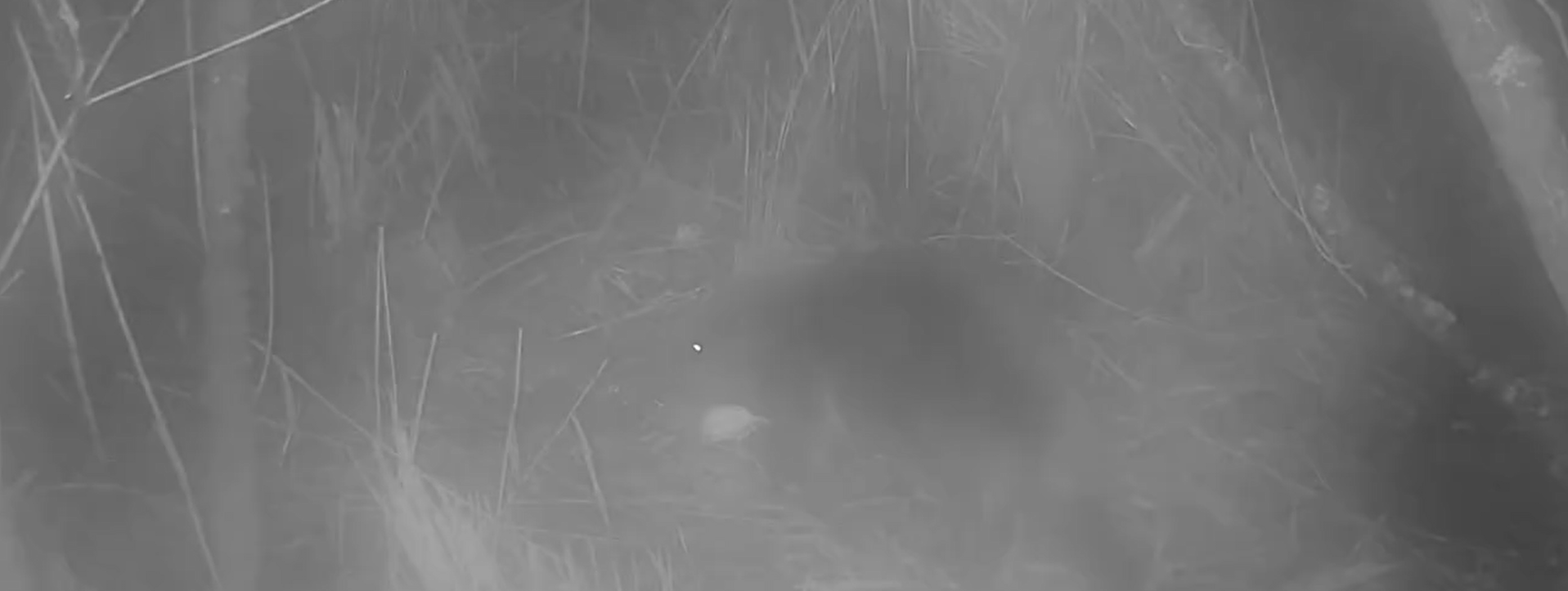 Surprins pentru prima dată în 400 de ani, în Norfolk. „Acest animal a apărut pur şi simplu” | VIDEO