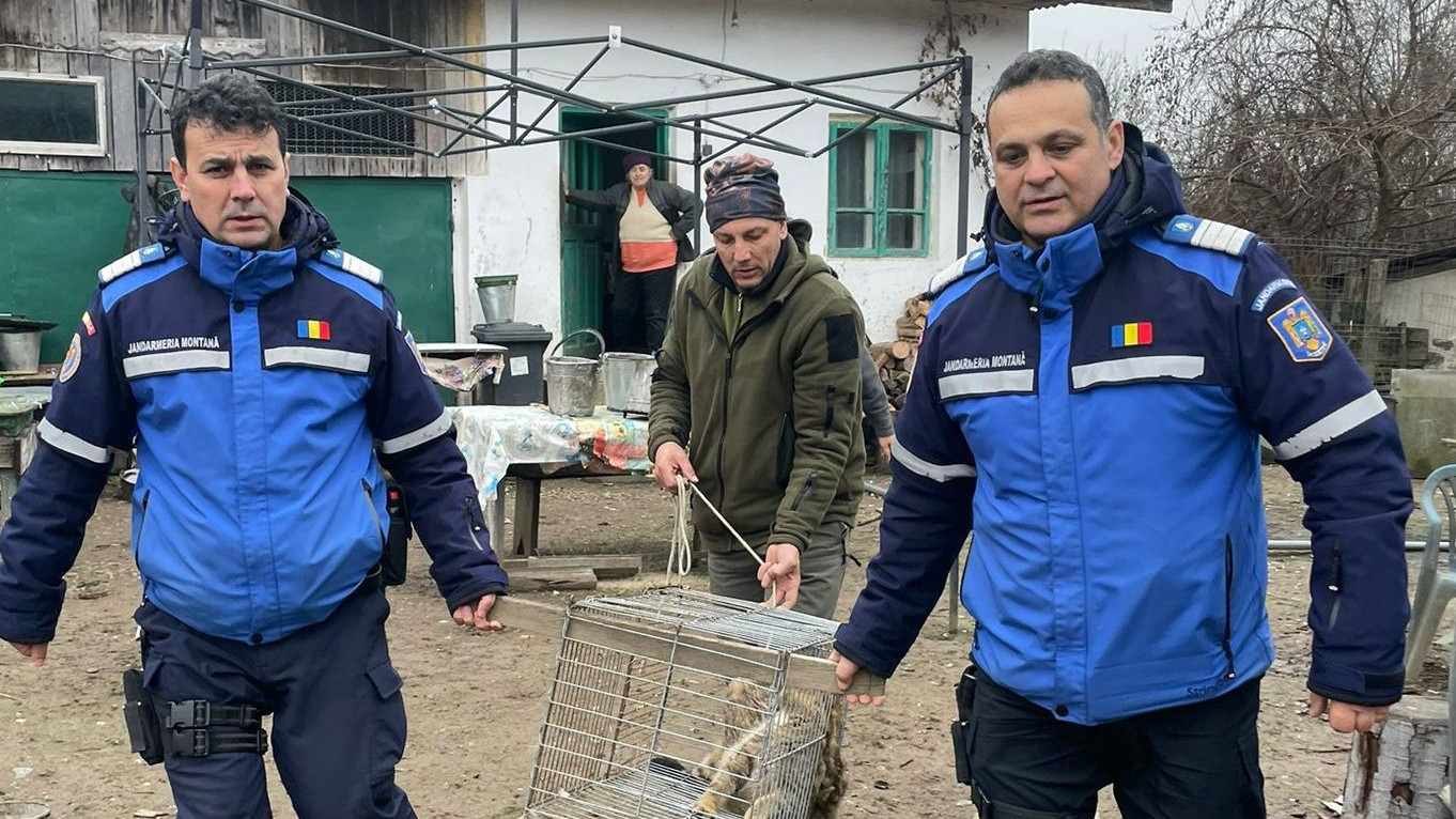 Animalul sălbatic găsit în curtea unui localnic din Tismana. Jandarmii l-au scos în cușcă. FOTO