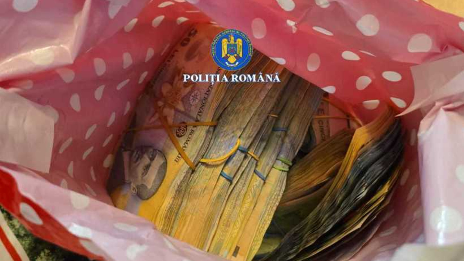 Sacoșe pline cu bani din tăiat ilegal păduri. Percheziții în Suceava pentru evaziune, delapidare și transport ilegal de lemn