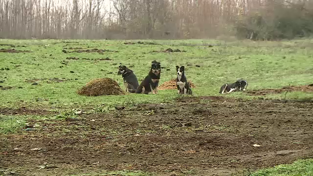 Haitele de câini maidanezi fac ravagii într-o comună din Dolj. Intră în curțile oamenilor și le omoară animalele