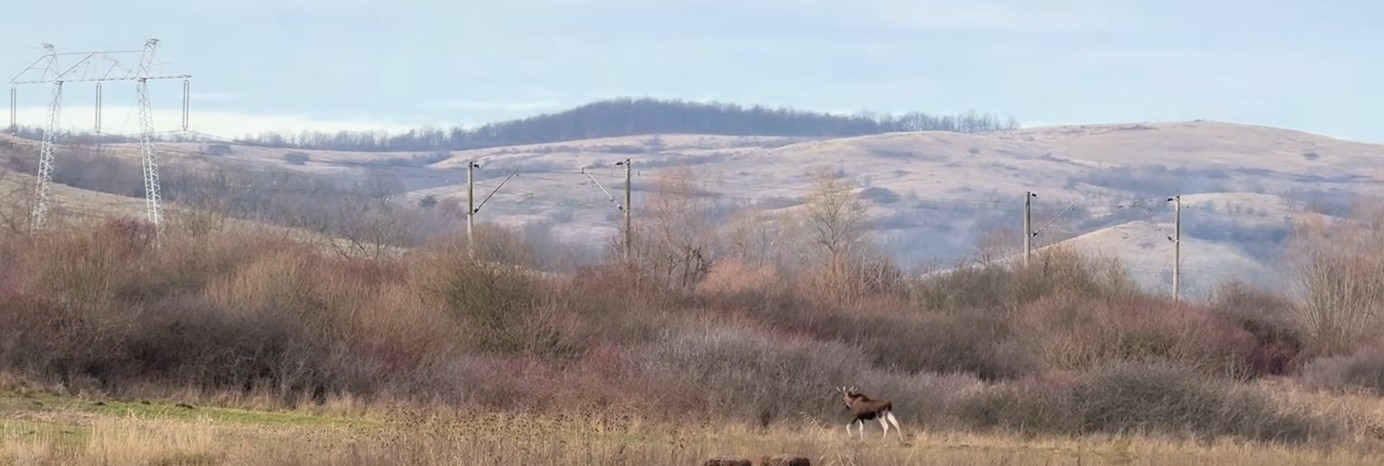 Descoperire importantă în România. Animalul filmat în Hunedoara. „Nu se ştie de unde ar fi putut veni”
