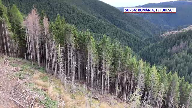 Lemnul furat anual din pădurile României ar putea umple 10 stadioane. Un miliard de euro iese ilegal din țară în fiecare an