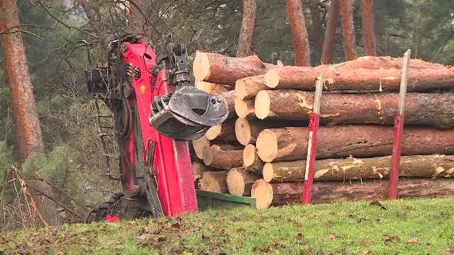 Revoltă în Brașov, după tăierea a zeci de pini considerați sănătoși. Localnicii au sesizat Garda Forestieră