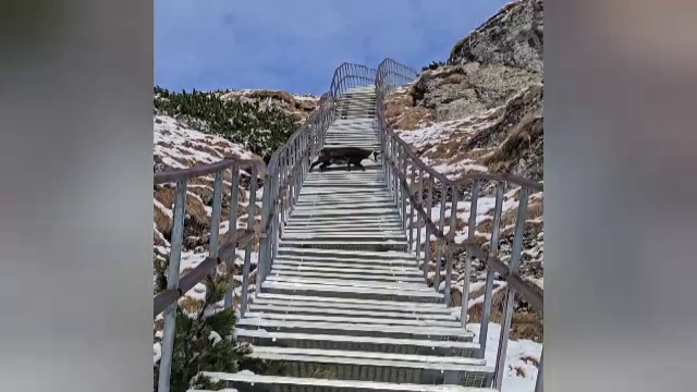 Întâlnire inedită în masivul Ceahlău. Un turist a „acordat prioritate” unei capre negre pe o potecă de munte