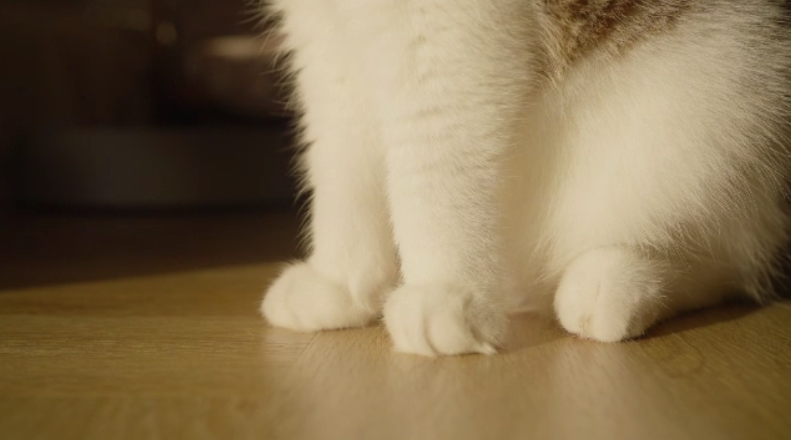 Pastila de slăbit pentru pisici: un implant testat în SUA ar putea combate obezitatea felină