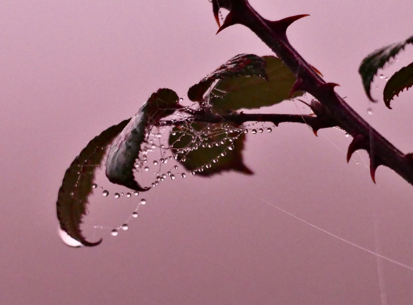 O ceață roz spectaculoasă a cuprins Marea Britanie. Cum explică specialiștii fenomenul meteo rar. GALERIE FOTO