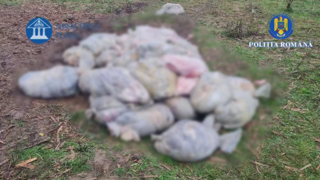 Tone de resturi de la un abator de porci au fost aruncate în râul Argeș, în loc să fie incinerate. Deșeurile pot infecta apa