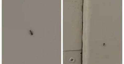 Insecte filmate în baia unui spital din Sebeş. Managerul unităţii sanitare spune că „a fost vorba despre un gândac, un pui”