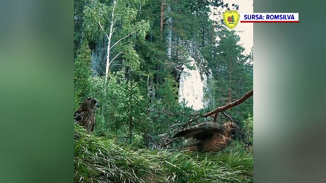 Doi amorezi, surprinși într-un ritual tandru. O bufniță mascul „i-a făcut curte” femelei | VIDEO