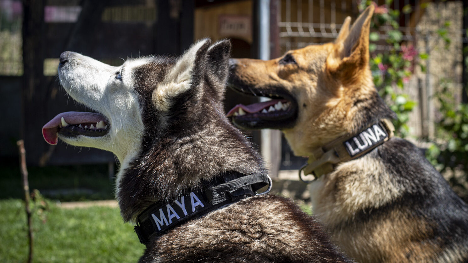 (P) Psihologia din spatele numelui unui câine: alege inspirat