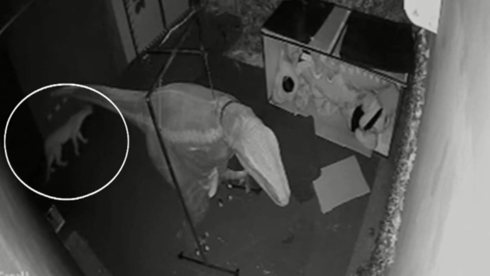 Alertă într-un restaurant din Sao Paulo, după ce o pumă a pătruns în clădire înainte de închidere