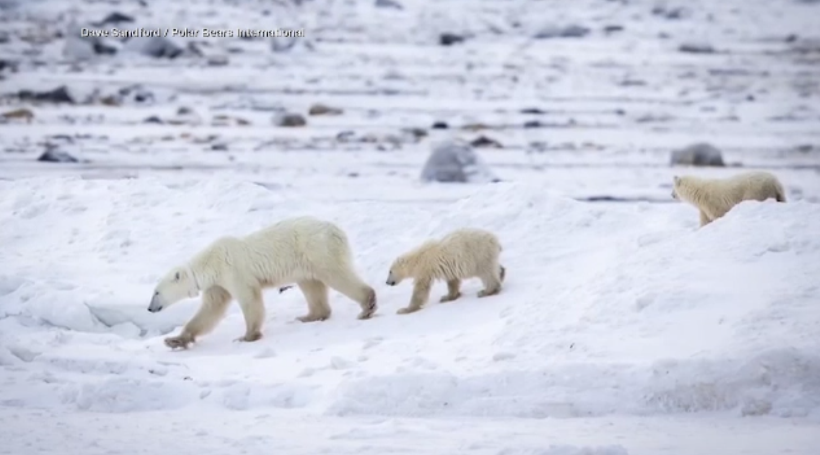 Descoperire rară în nordul Canadei: o ursoaică polară a adoptat un pui rămas orfan