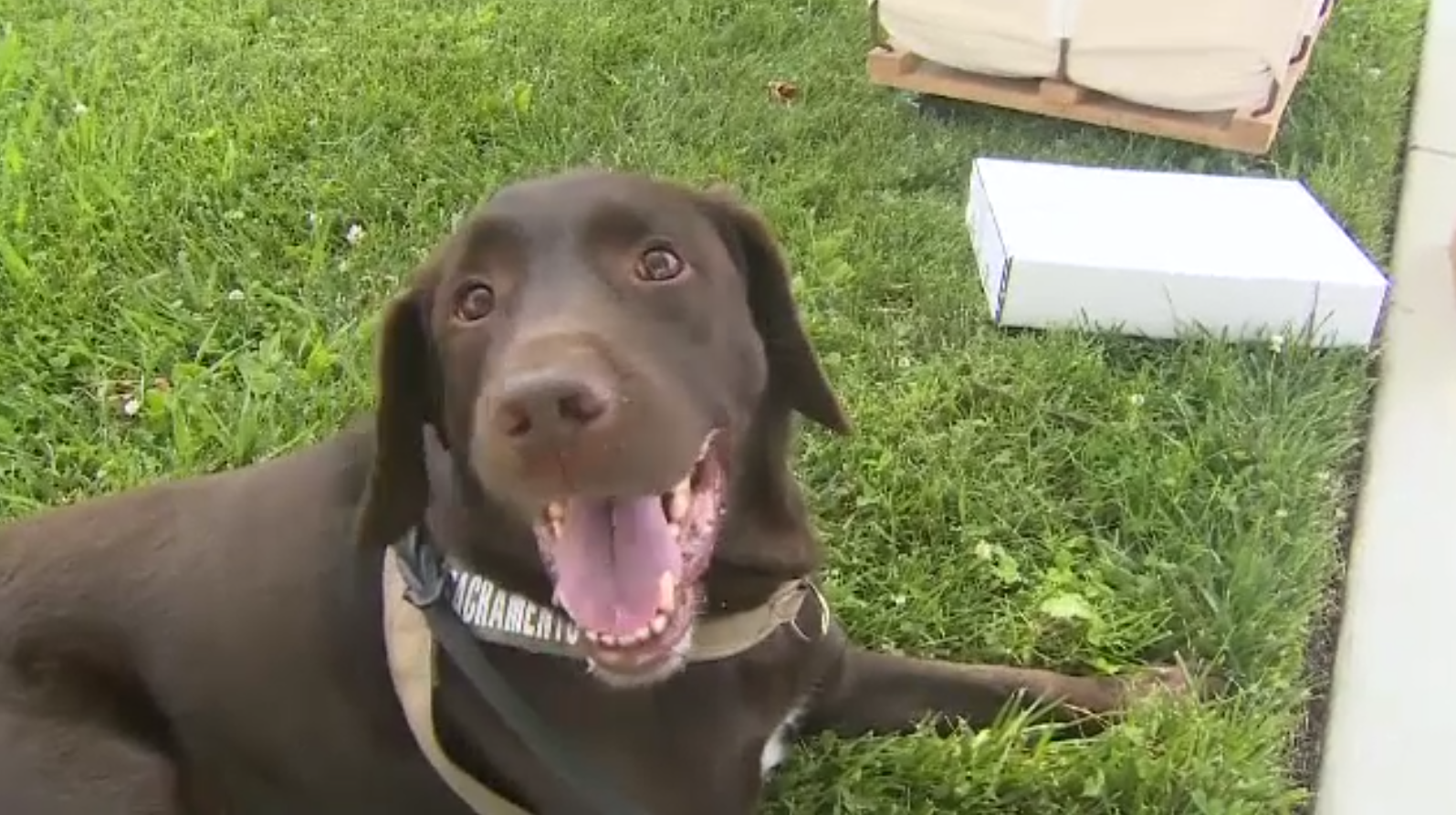 Victimă neașteptată a reducerilor bugetare din SUA: un labrador „angajat” pentru verificarea de importuri, concediat