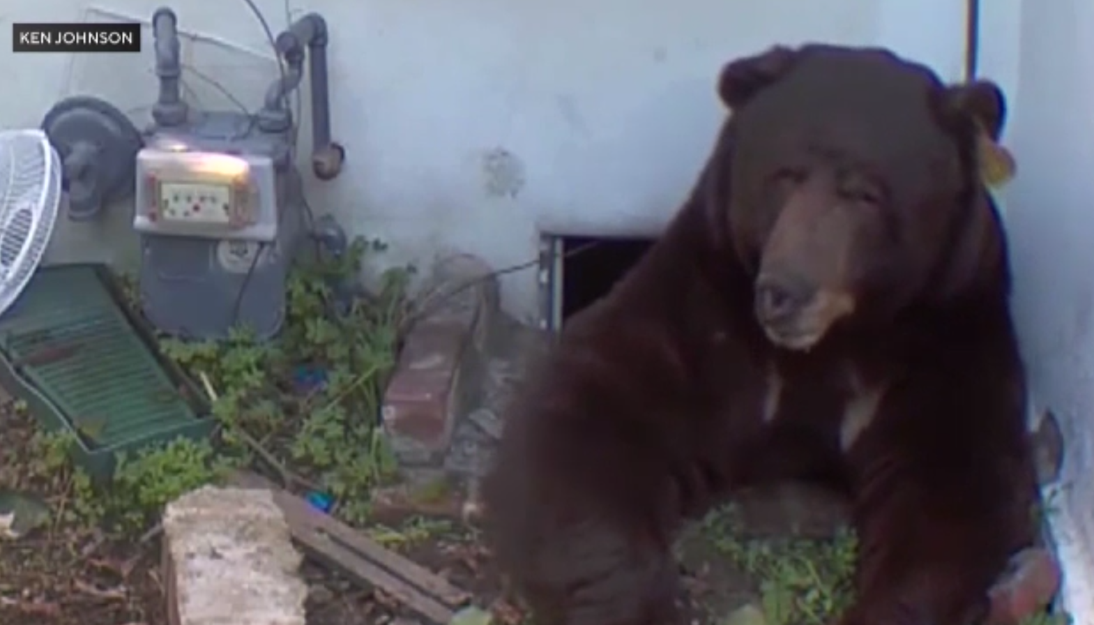 Urs de 250 de kilograme, instalat sub casa unei familii din California. Autoritățile nu reușesc să-l alunge