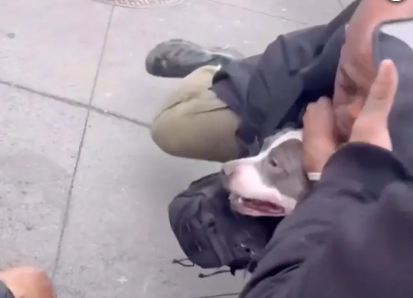 Atac șocant în Manhattan. Un pitbull a mușcat un copil de un an, iar proprietarul a plecat calm de la fața incidentului