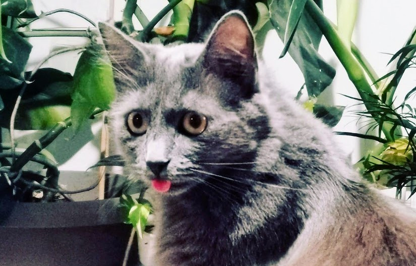 Studiu. Pisicile miaună și interacționează mai mult cu stăpânii lor care sunt bărbați. Care ar putea fi explicația