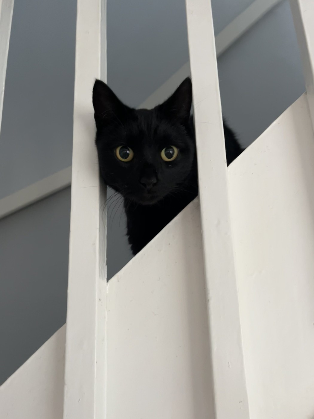 O pisică dispărută fără urmă de cinci ani s-a întors acasă nevătămată la stăpâna ei, chiar înainte de Crăciun