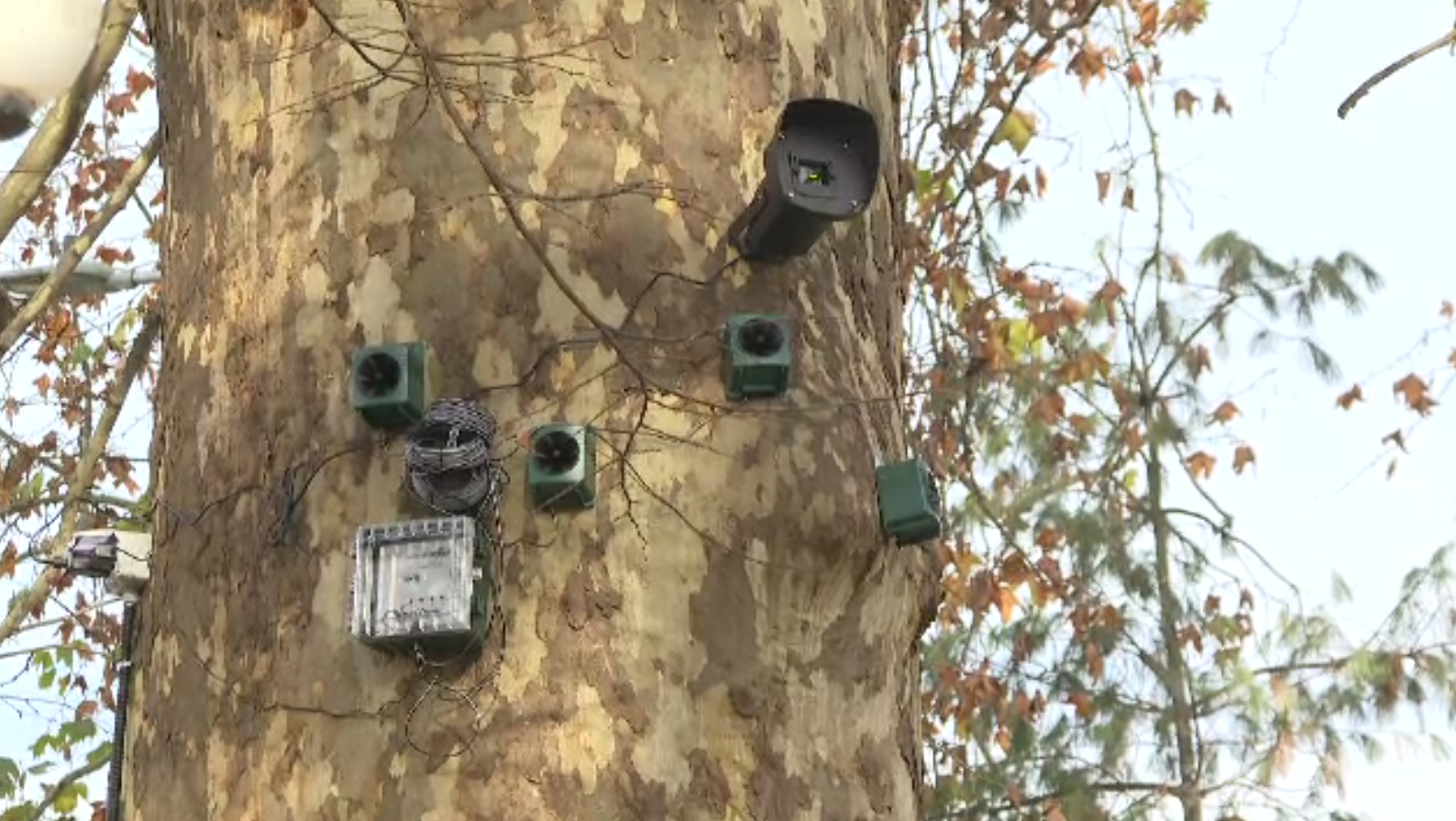 Gel optic și lasere împotriva ciorilor și porumbeilor: soluții high-tech, testate de autoritățile din Lugoj