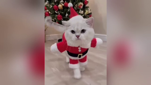 Spiritul Crăciunului a invadat internetul. De la gafe în familie filmate pe ascuns la animale care dau viață sărbătorilor