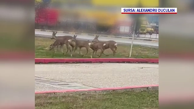 Imagini spectaculoase din Pitești: căprioare surprinse în prima zi de Crăciun, alergând libere lângă un centru comercial