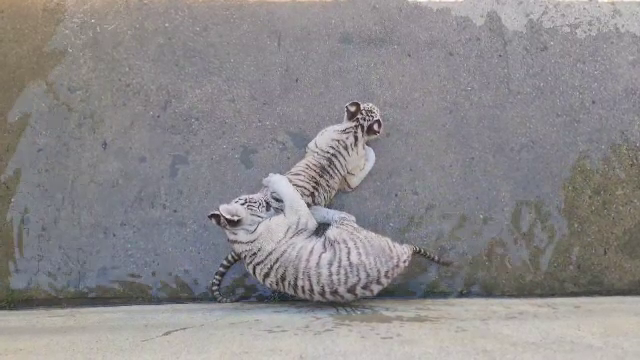 Un pui de tigru alb a murit la grădină zoologică din Craiova. A înghițit o jucărie, aruncată în cușcă de un vizitator