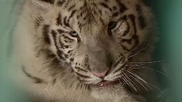Puiul de tigru alb de la Grădina Zoologică din Craiova a murit după ce a înghițit o jucărie aruncată în țarc de vizitatori