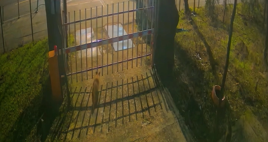 Trei vulpi au apărut în centrul Bucureștiului. „Prezenţa acestor animale este un semnal” | VIDEO