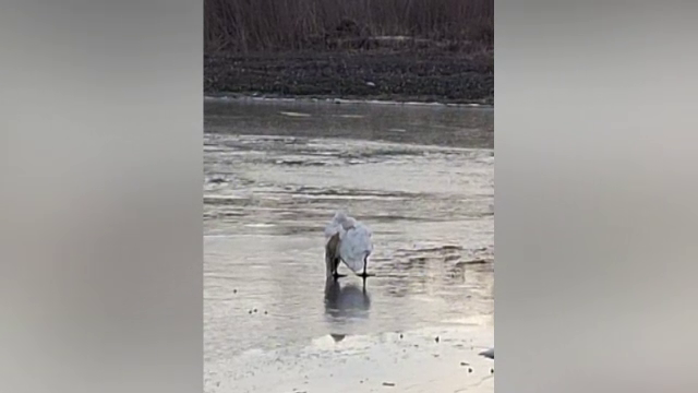 Cum a reușit un fotograf să salveze o lebădă rănită dintr-un lac înghețat | VIDEO