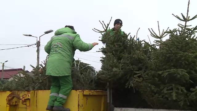 Bradul de Crăciun devine provocare după sărbători. Românii caută soluții să-l strângă fără mizerie