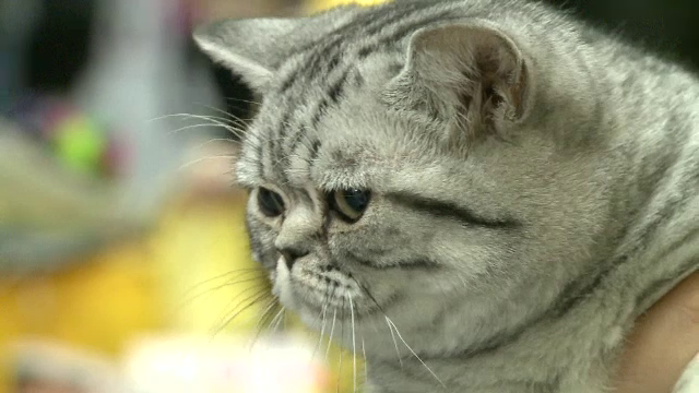 Noi reguli europene pentru comerțul cu rasele de pisici cu probleme genetice. Cum vrea UE să protejeze sănătatea felinelor