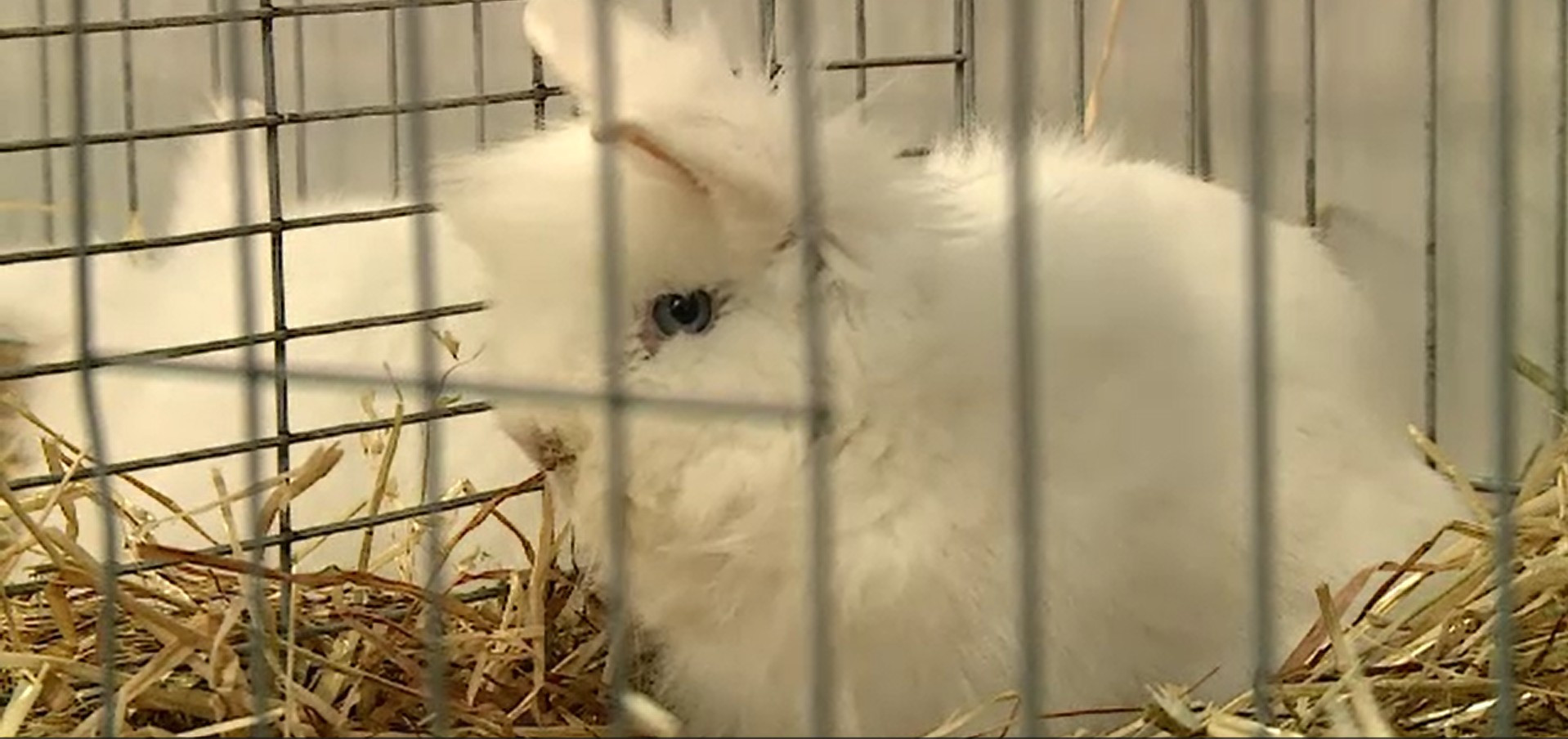 Porumbei și iepuri uriași, vedetele unei expoziții la Craiova. Un exemplar costă chiar și mii de euro