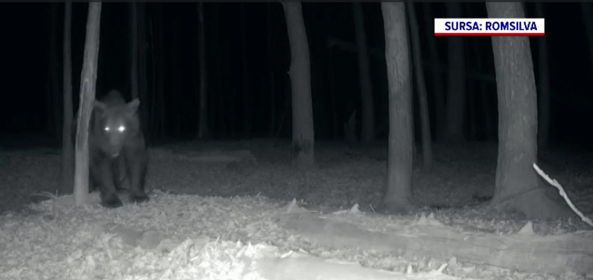 Întâlnire de „gradul zero” în Parcul Național Defileul Jiului. Un mistreț și un urs s-au trezit față în față