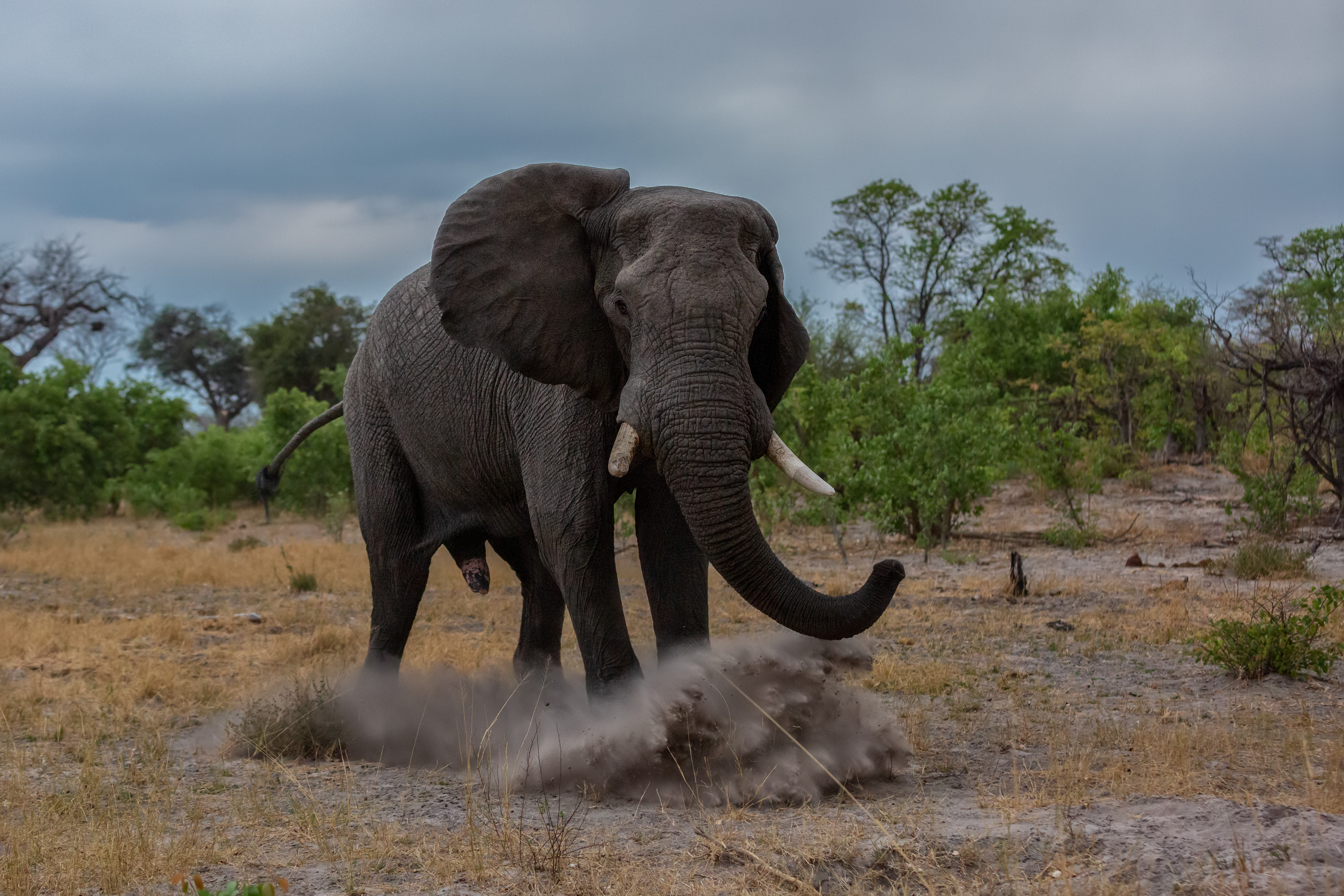 Elefantul ucigaș. Un uriaș pachiderm a vânat și a omorât peste 20 de oameni în câteva zile