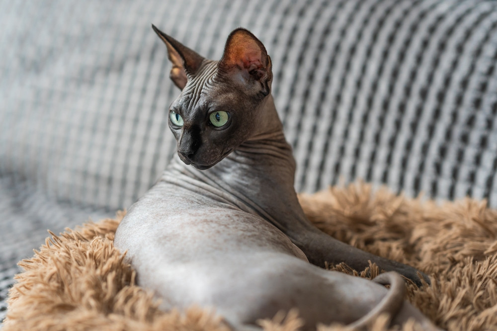 Două rase populare de pisici au fost interzise într-o țară europeană de la 1 ianuarie. Care sunt motivele