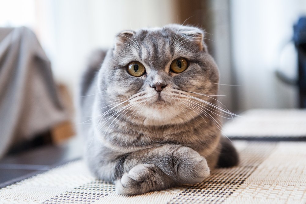 Medicamentele pentru slăbit ar putea ajunge şi la animalele de companie. Primele tratamente pentru pisici sunt deja testate