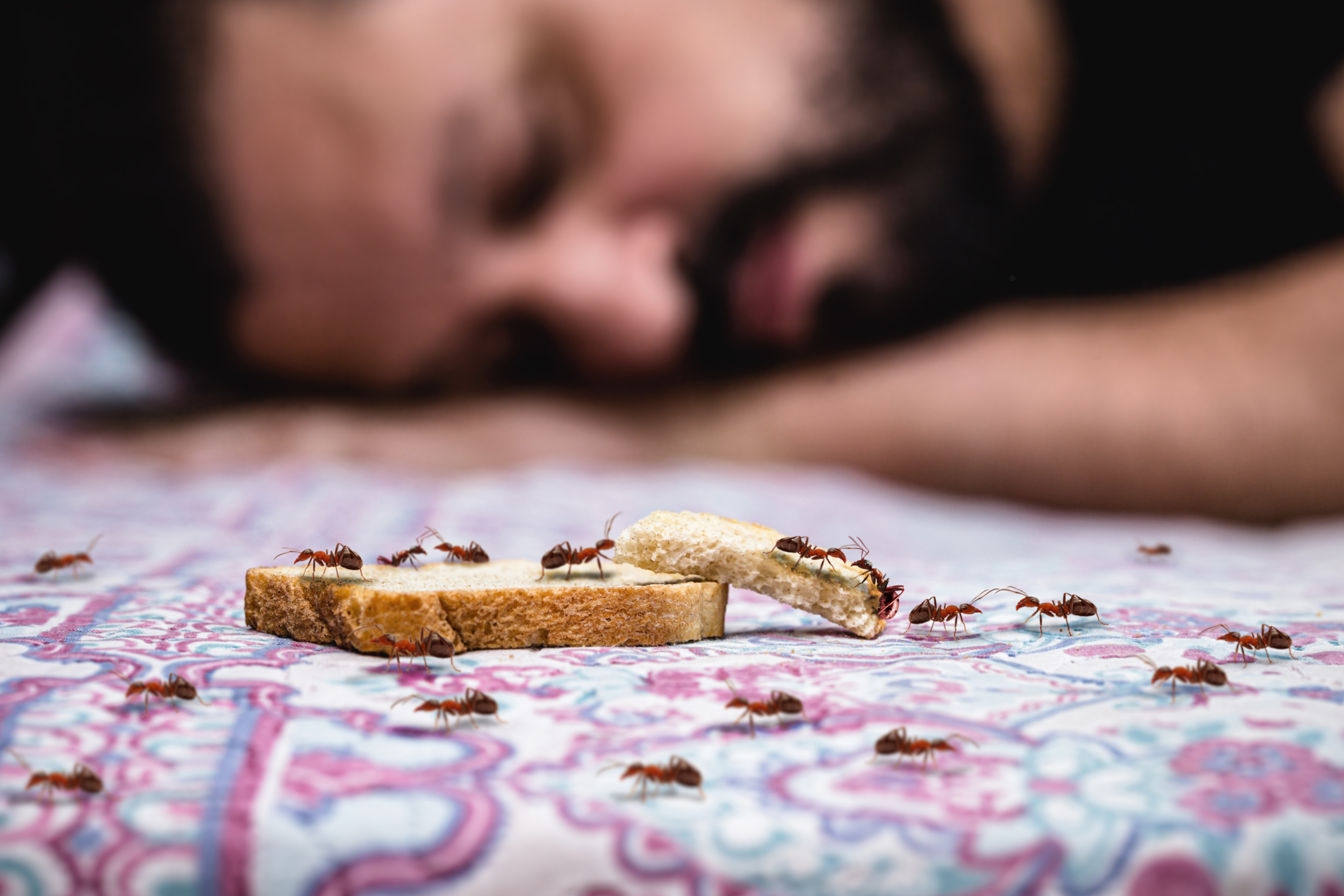 ”Furnica electrică” amenință Europa. Cât de periculoasă este una dintre cele mai agresive specii invazive din lume