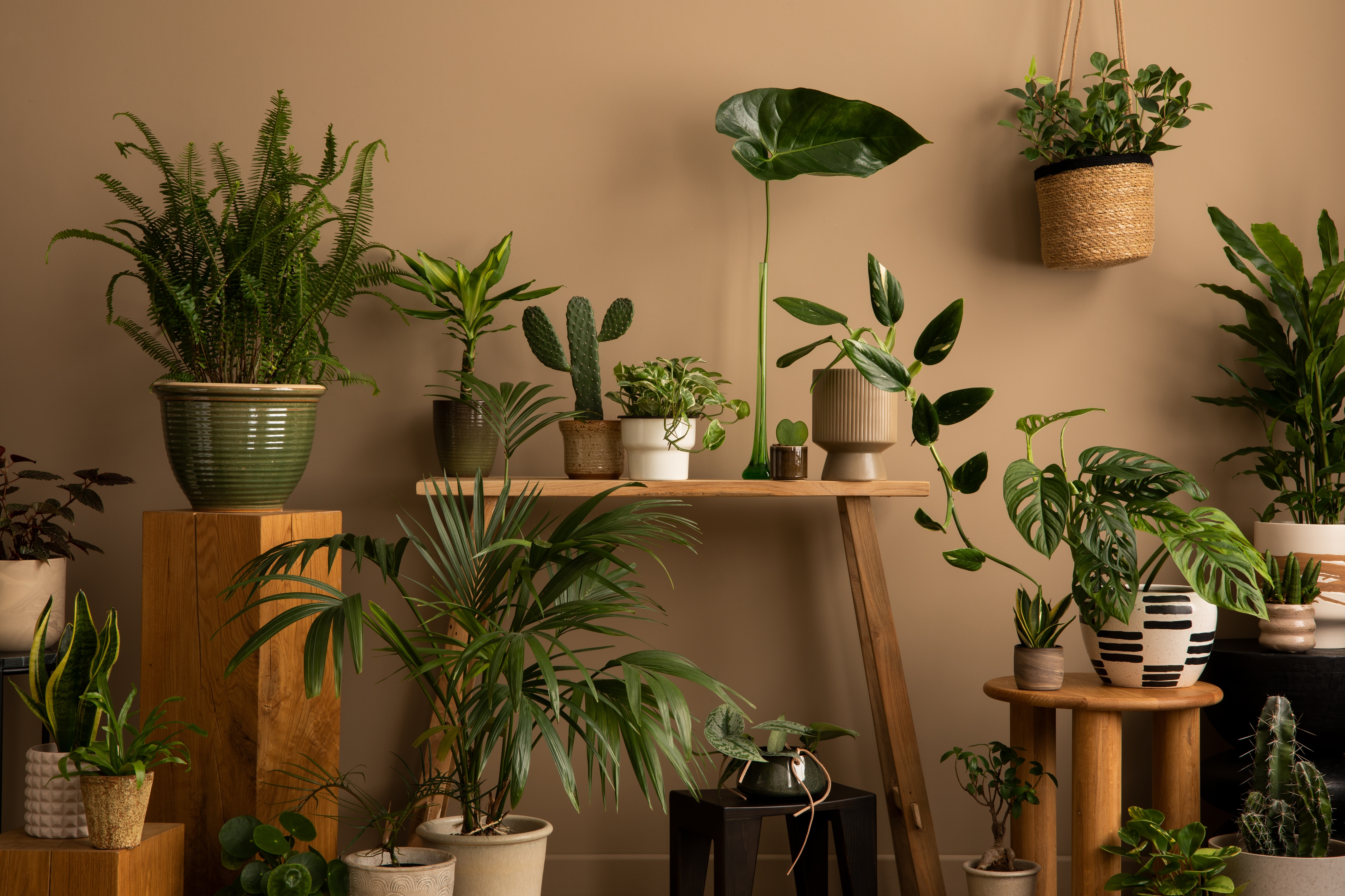 plante de apartament