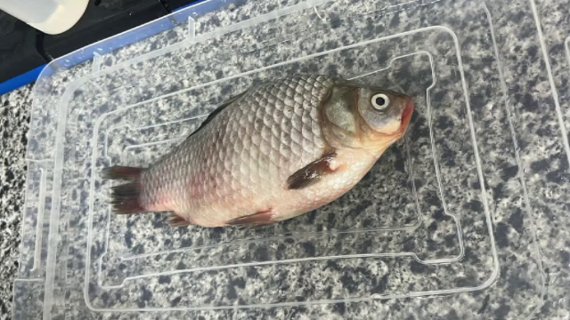 Alertă pe litoralul românesc: microplastice găsite în șprot, midii și rapană. Ajung direct în alimentația noastră