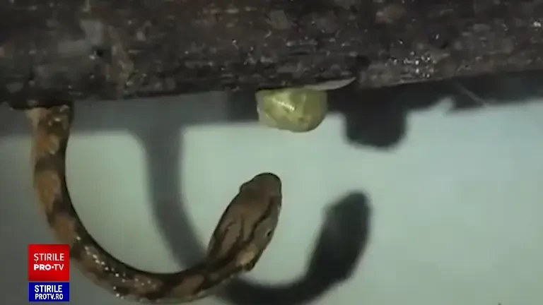 Există șerpi „dreptaci” și o explicație pentru această trăsătură evolutivă